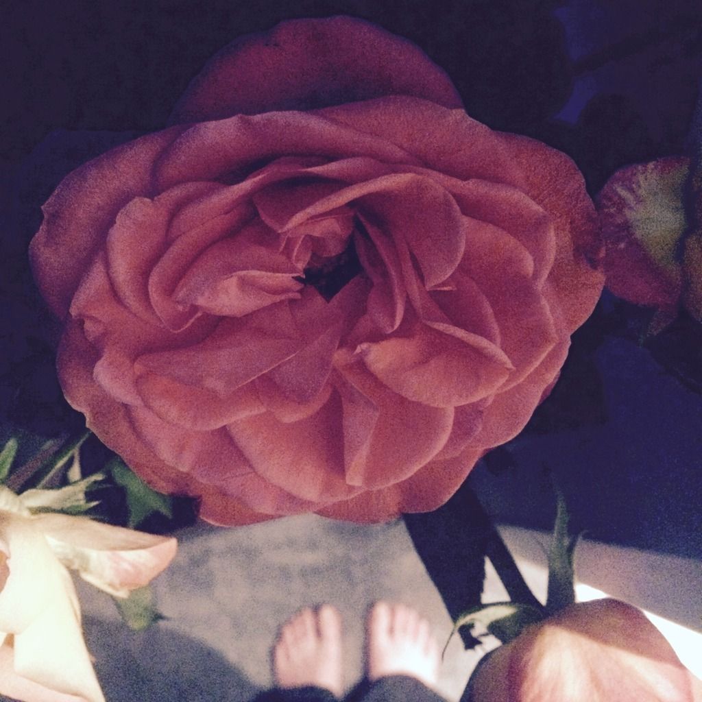 feet rose