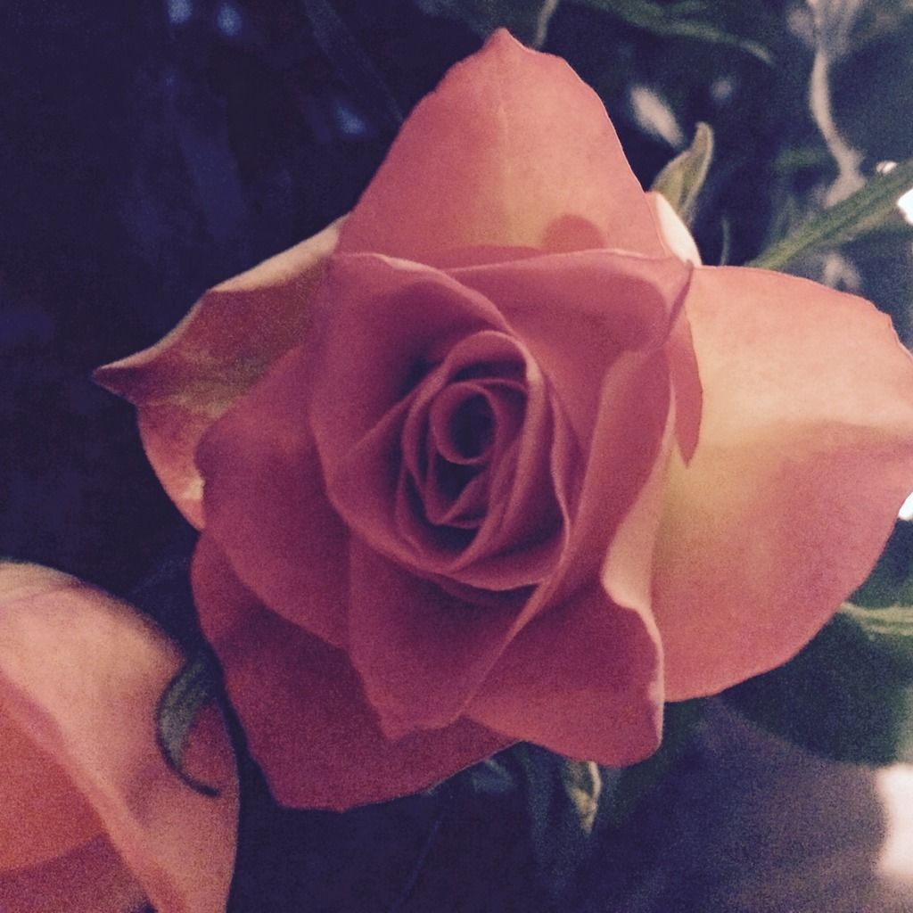 365 rose