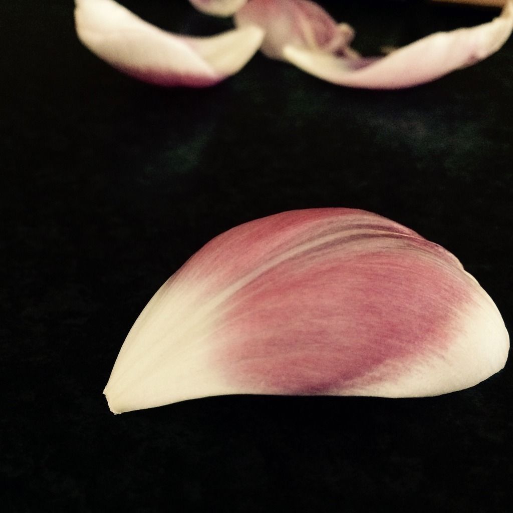 365 tulip petal fallen