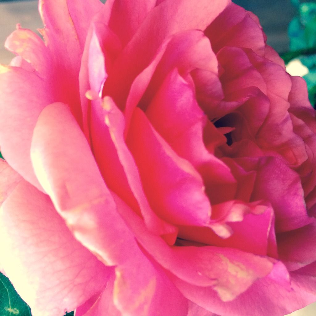 365 pink rose morning