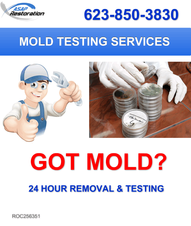 residential mold removal