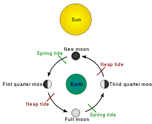 300px-Tide_schematic.svg_zpssiffcrit.png