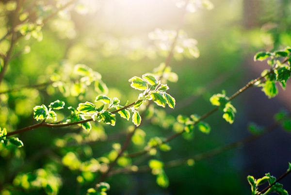  photo springincam6600_zpsc1c4bfb6.jpg