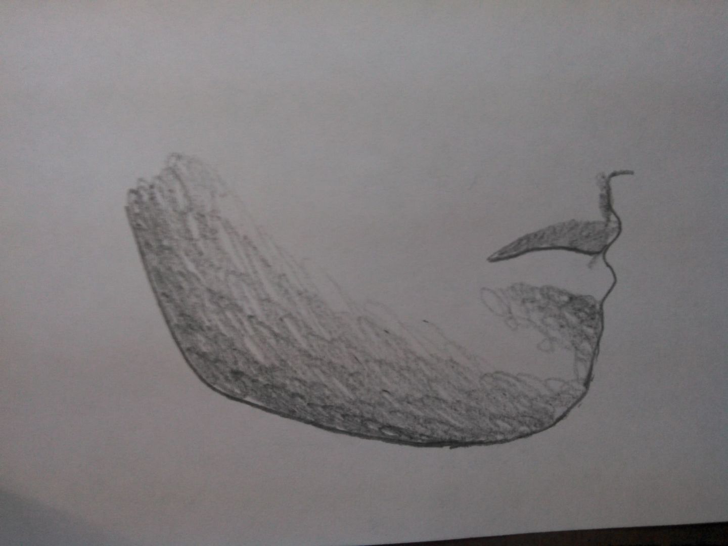 Sombreado Sombreado