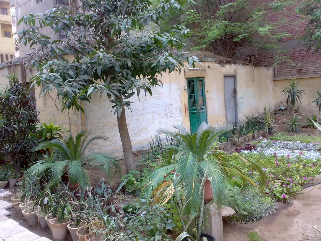 صورة